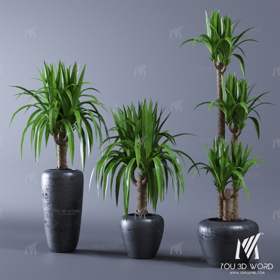 Yucca